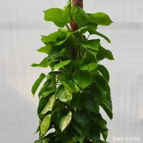 小叶绿萝如何变大叶绿萝,绿萝怎么养才能更旺盛,绿萝叶子发黄