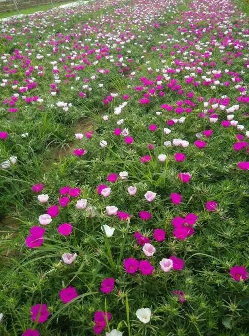 草花报价,合胜花卉,辽宁草花