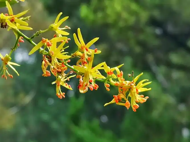 你好夏天栾树开花散芬芳