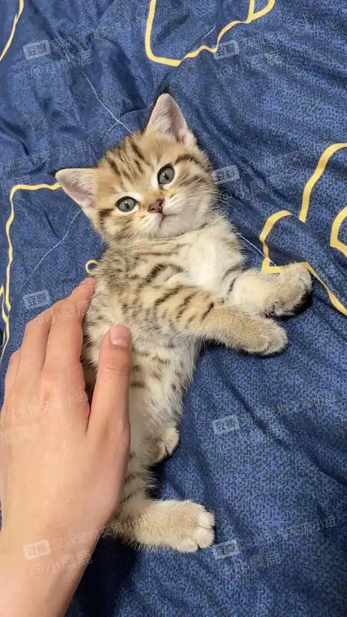 自家生的美短金虎斑 美短银虎斑/1k一只找真心喜欢小猫咪的好主人