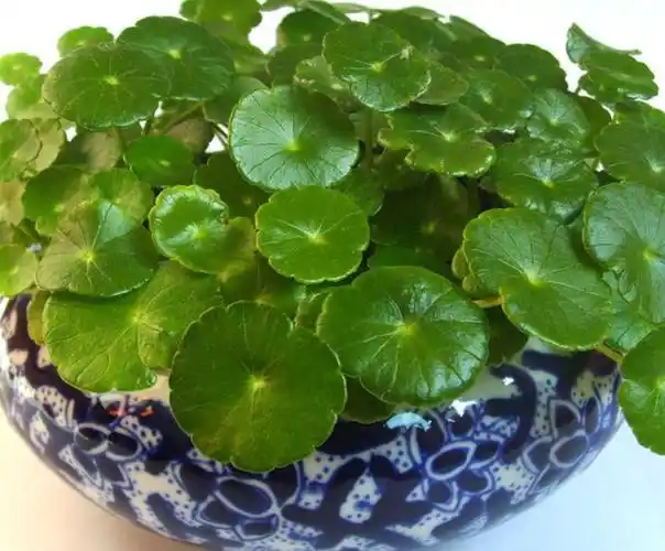 金钱草的副作用与药用作用