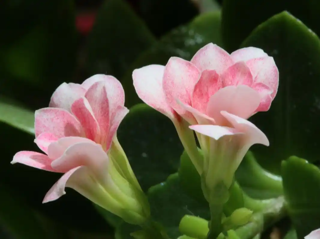 长寿花唯美微距摄影图片桌面壁纸