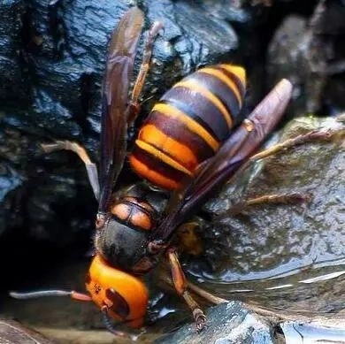 黄腰胡蜂