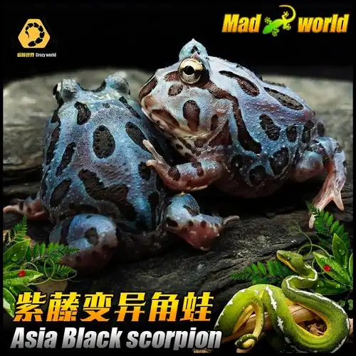变异紫藤角蛙宠物绿角蛙青蛙黄金角蛙蝴蝶角蛙钟角蛙