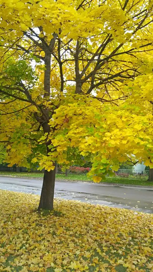 美国蒙大拿州米苏拉是一个很安静的城市,秋天的景色很美,田园风光