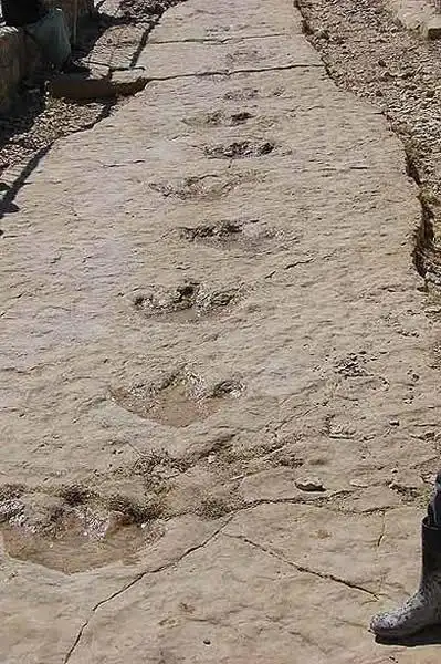 也门共和国境内发现蜥脚类恐龙足迹化石