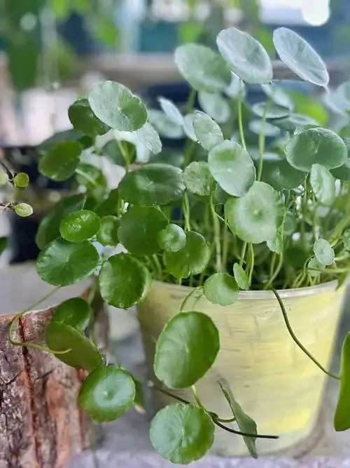 🪴绿植 —— 铜钱草🍀