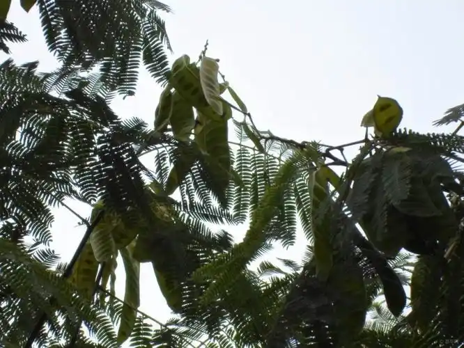 【首发原创】合欢荚果