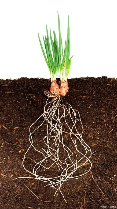 为什么植物的根总是向下长?