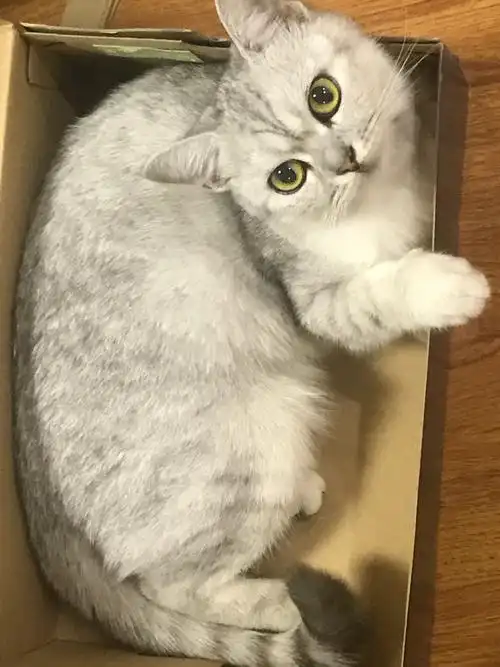 南京地区英短银渐层母猫求约