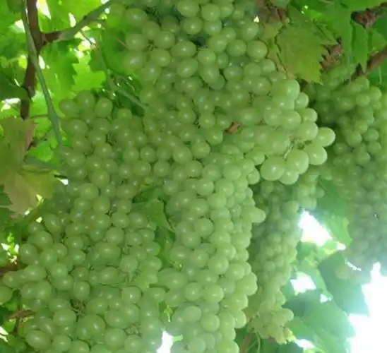 供应白珍珠葡萄