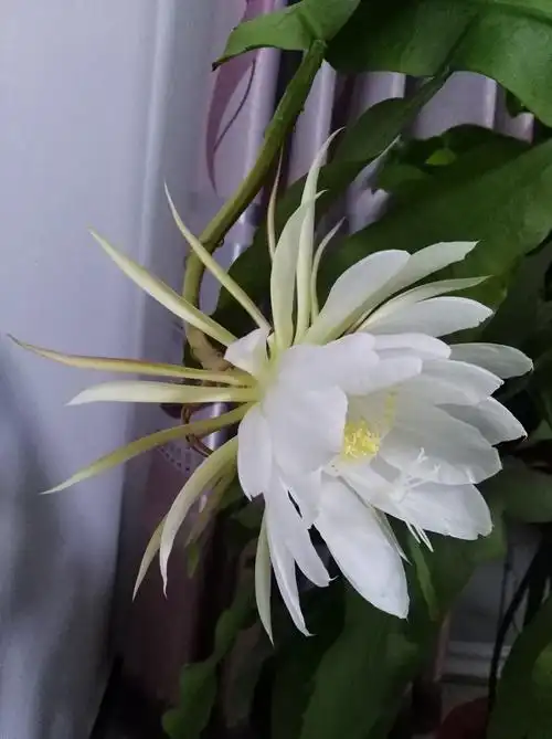 月下美人～昙花