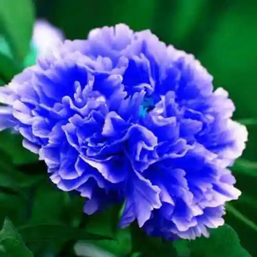 冰山雪莲254341082头像