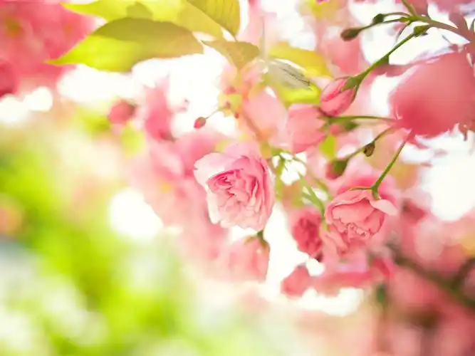 春天,粉红色的花朵绽放,朦胧 iphone 壁纸