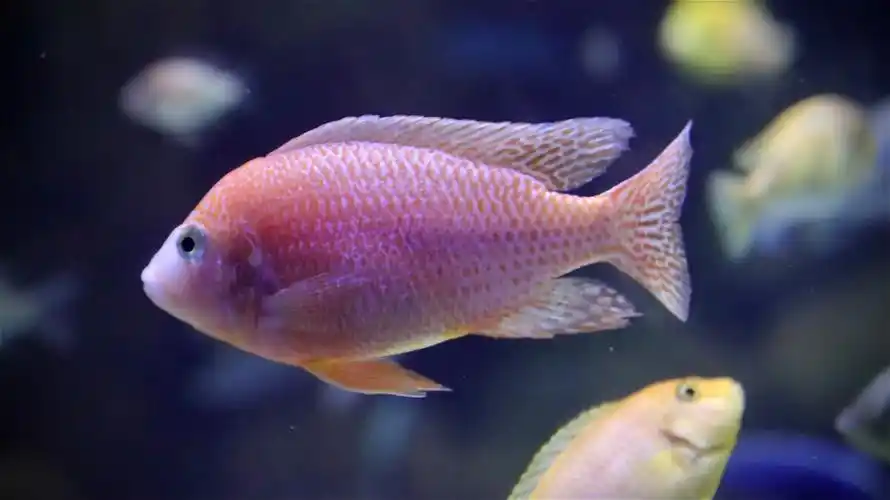 胭脂鱼摄于上海陆家嘴海洋馆