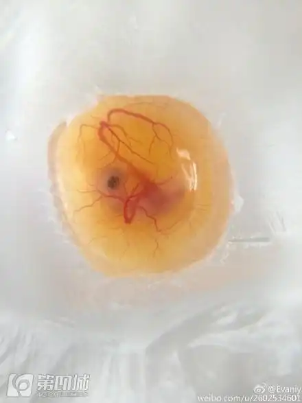 【冲壳子119期】大叔谎称是乾隆皇帝骗走富婆4000万.