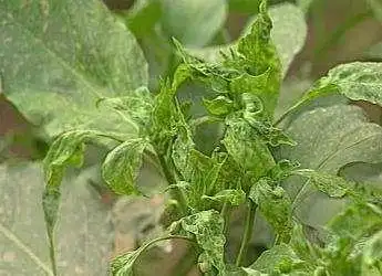 辣椒卷叶病怎样防冶