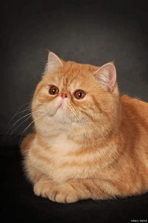 加菲猫的这些"优缺点",一般人都不知道