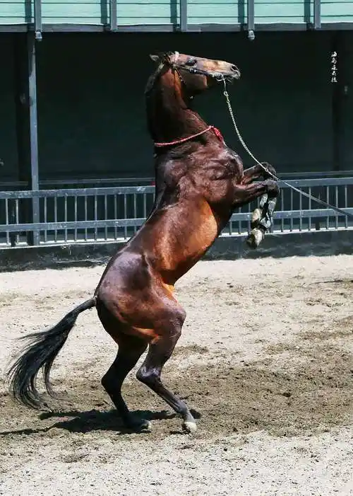 汗血马的雄风