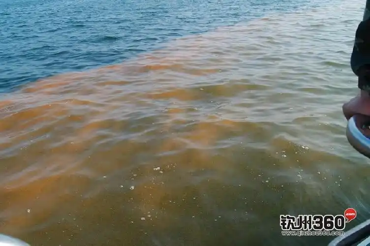 p>赤潮,又称红潮,国际上也称其为"有害藻类"或"红色幽灵".
