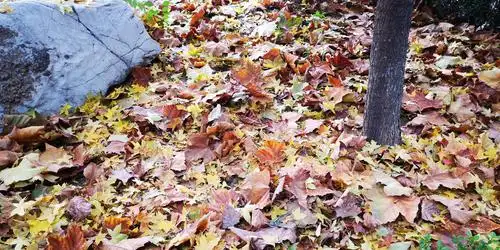 法桐落叶粉墨登场,秀出恬静.