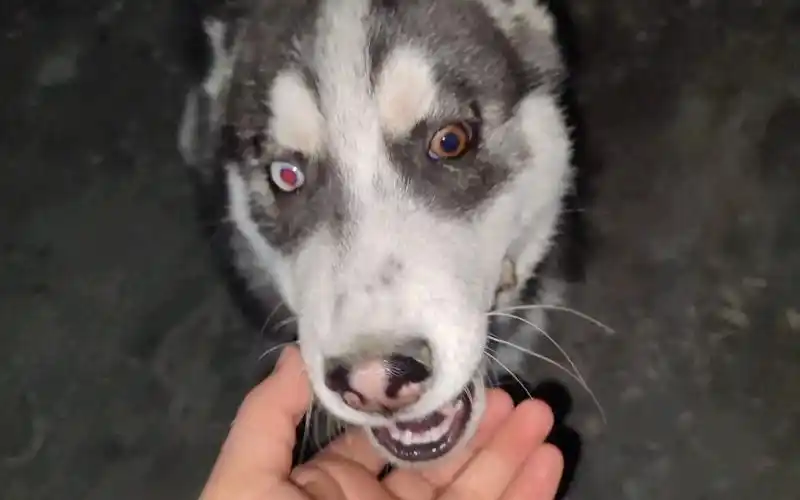 红眼二哈你看我红色眼睛好看不用智商换的