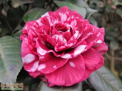 茶花贝拉大玫瑰