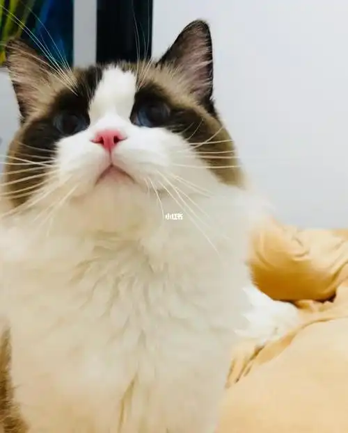 他是目前猫舍海豹双色主力king,你爱了吗?