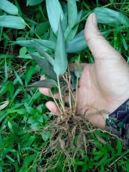 制玉竹与生玉竹有什么区别(玉竹的功效与作用有哪些)(1)