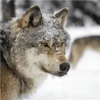 微信头像狼图片 凶猛霸气狼的头像图片大全集 - 头像图片 - 潮人个性