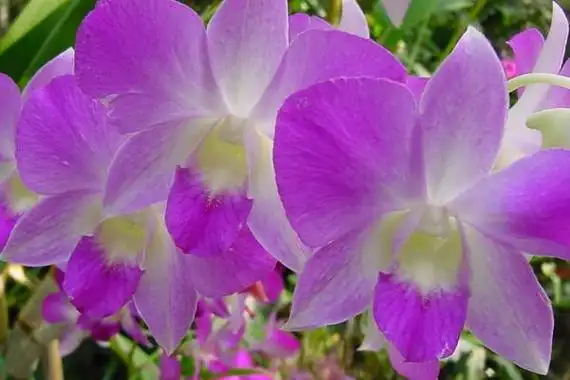 石斛兰图片大全石斛兰花语及寓意石斛兰有哪些