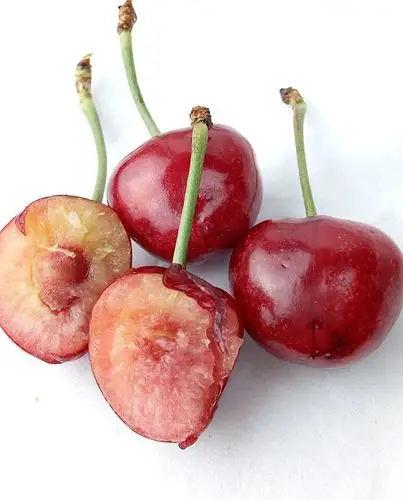 萨米脱大樱桃,拉宾斯,先锋三个樱桃品种我的最爱最好吃(美早,黑珍珠