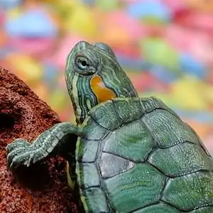 小乌龟活体宠物龟巴西龟图片