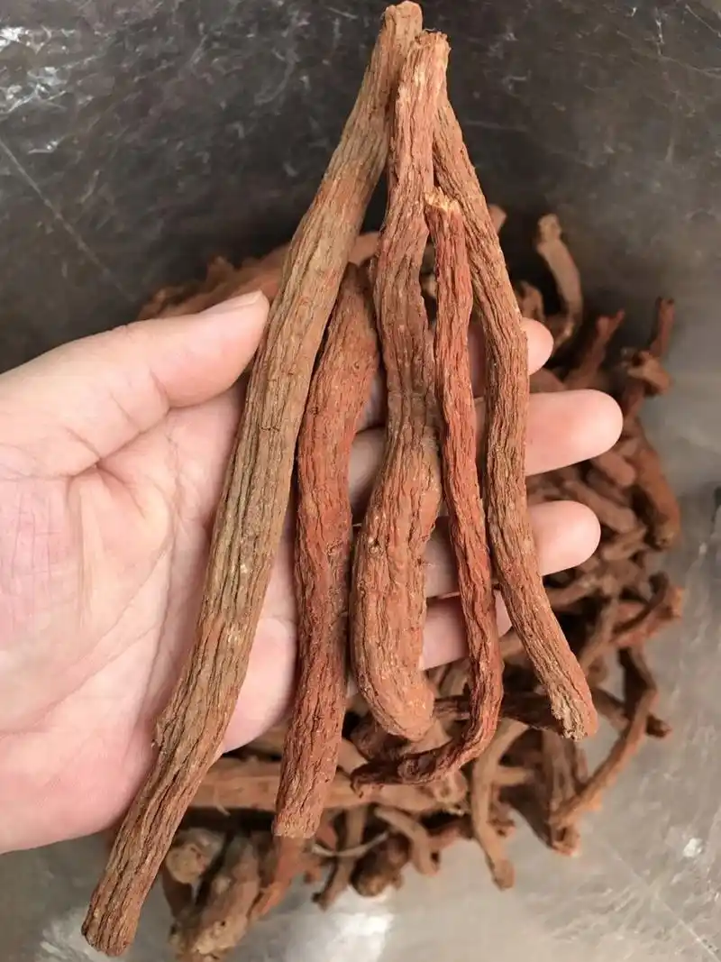 野生丹参 【野生丹参】功能主治:具有活血祛瘀,养血安神,凉血消肿的