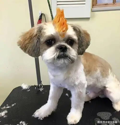 笑不笑由你超酷的狗狗发型