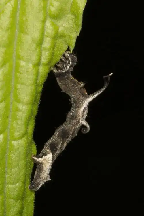 毛虫的种名,但很显然是尺蛾科(geometridae)nematocampa这个属的昆虫