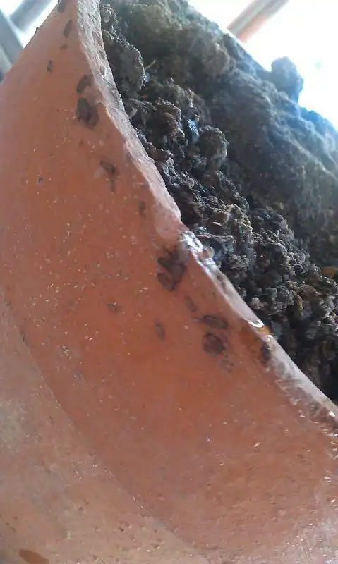 我家种三角梅,可是最近一浇水花盆里就爬出很多只虫子,就是照片里的