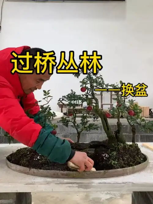 过桥丛林换盆记