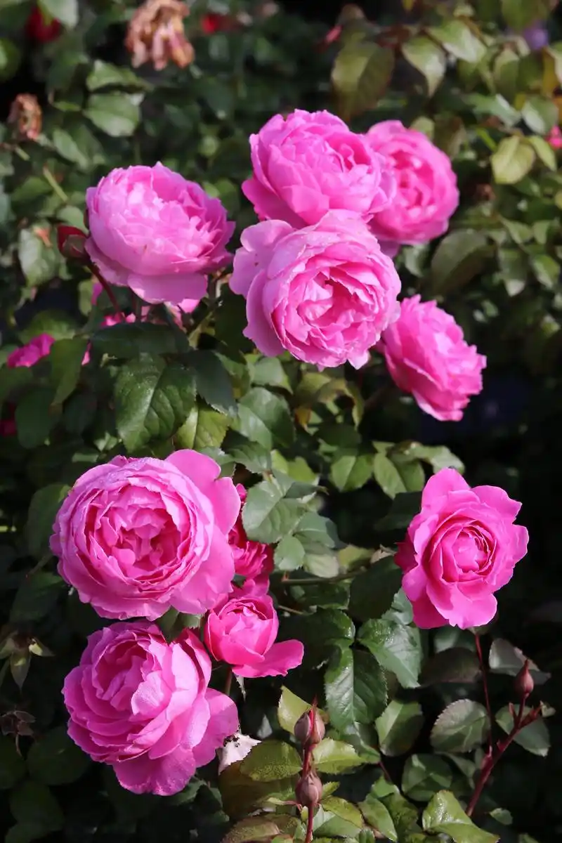 月季品种:花想容.花朵直径约为6-8厘米,明亮的浅粉色花朵, - 抖音