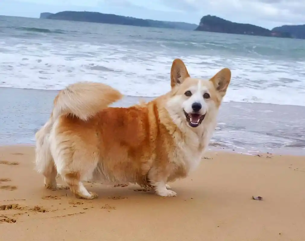 狗狗"摇尾巴"有哪些意思?1分钟教你读懂狗狗的情绪