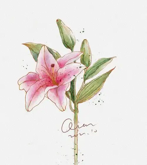 临摹钢笔淡彩百合花