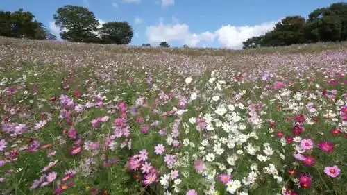 4k分辨率自然风景山水花草树木瀑布赏析9