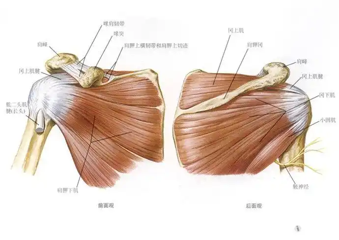肩袖的组成及肩袖撕裂 - 中医针推外治版 - 爱爱医医学论坛