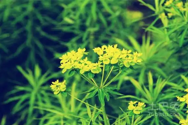 知母是什么知母的妙用