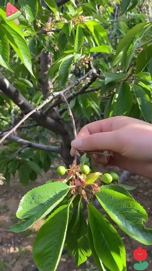 大樱桃树挂满红果子