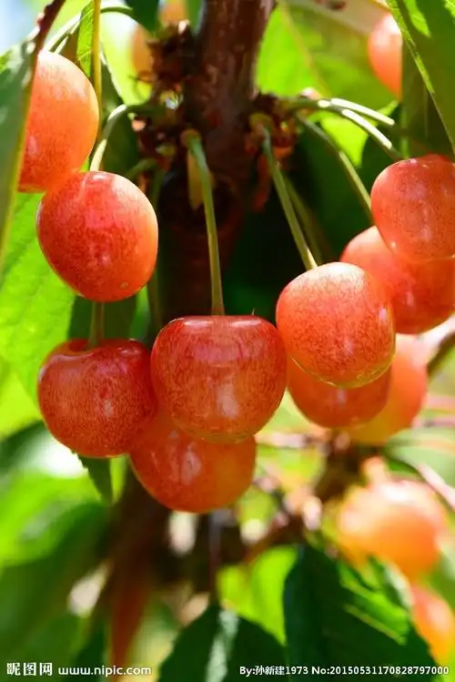 红樱桃 大樱桃摄影图__水果_生物世界_摄影图库_昵图网nipic.com