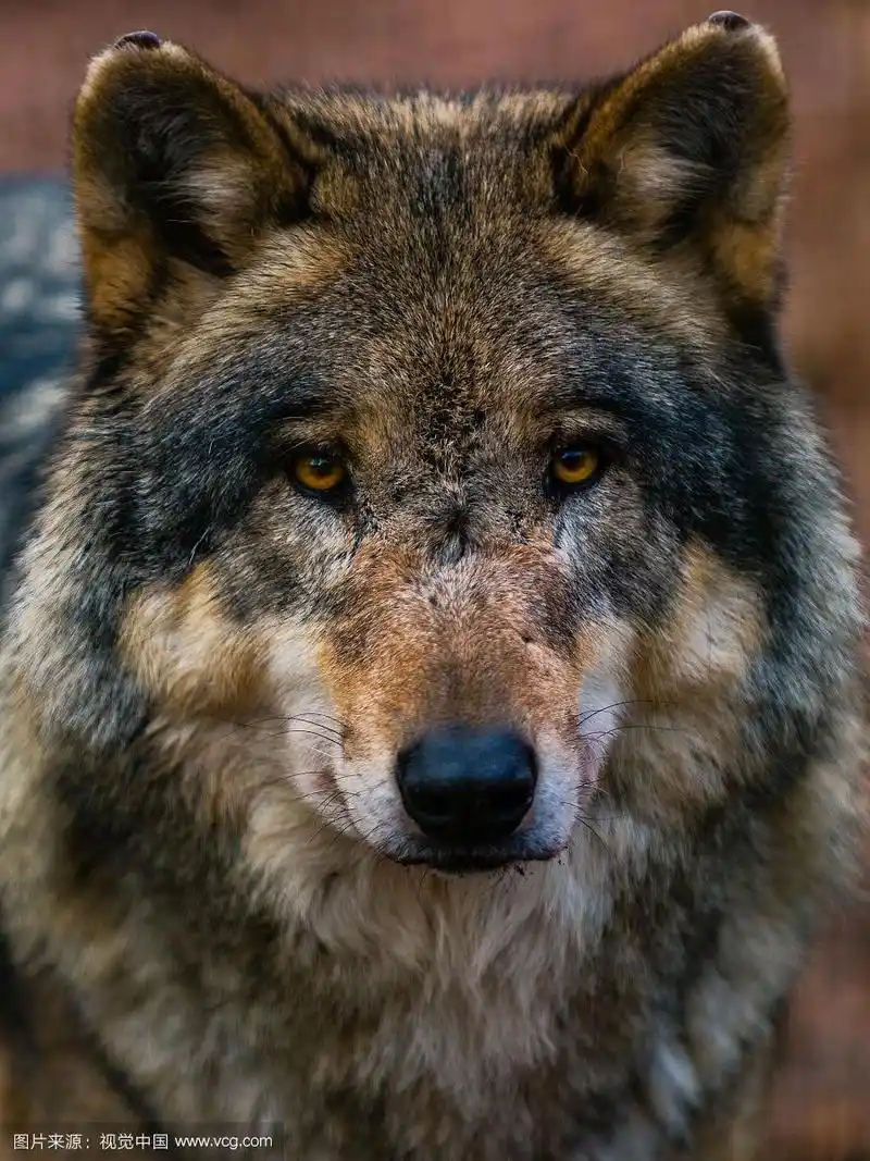 狼的眼睛