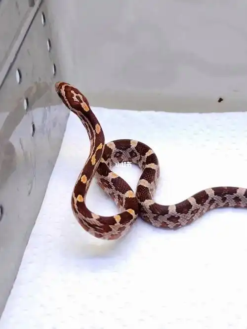 原色 玉米蛇  包邮包风险!#爬宠  #原色玉米蛇