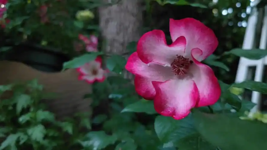 最爱月季系列91漂亮的吻