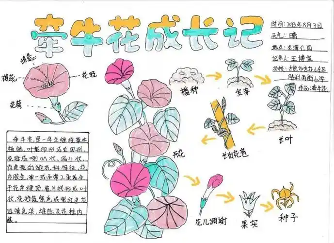 太原市-胜利西街小学-王博宣-牵牛花成长记太原市-胜利西街小学-王梓